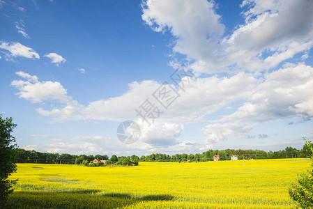 拉脱维亚晴朗的夏日图片