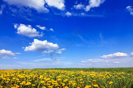 蓝色天空和菊花田背景图片