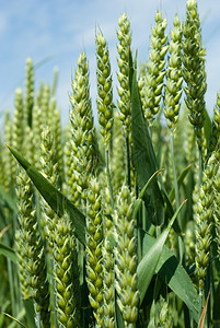 绿色春粮，黄麦穗在田间的特写高清图片