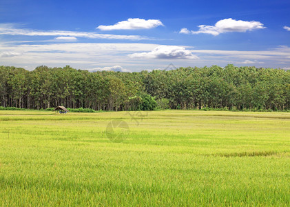 稻田黄草蓝天云多风景背图片