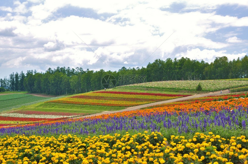 日本北海道美瑛山上美丽的花田图片