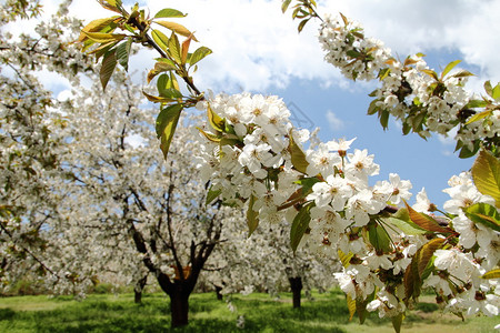 春天的杏花树图片