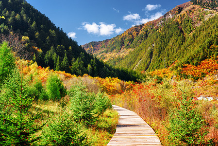 在明亮的蓝天背景的群山中穿过五颜六色的秋天树林的木板路图片