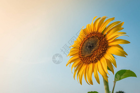 美丽的向日葵和太阳光图片
