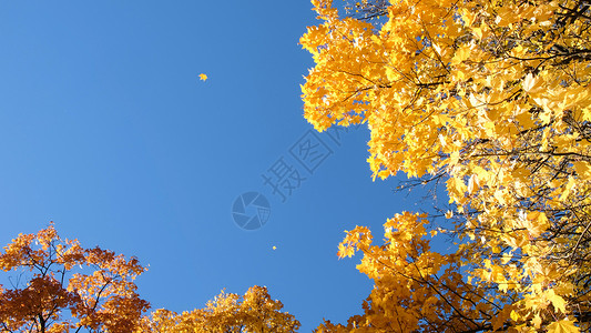 孤黄色的绿叶从秋天树上掉落面对清蓝的天图片