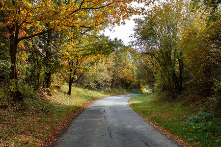 秋天的路与黄树图片