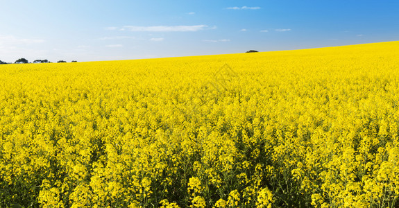 蓝天下黄色的油菜花田地背景图片