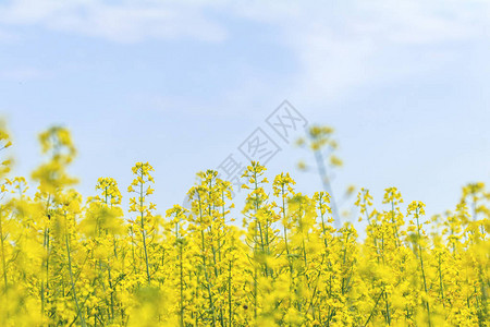 盛开的黄色油菜田与蓝色万里无云的天空背景图片