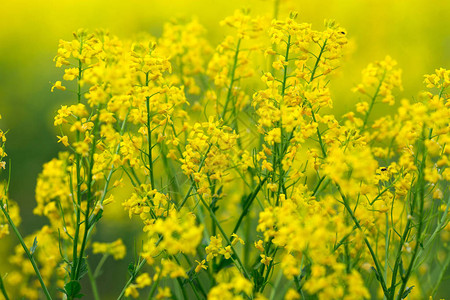 开花油菜田的细节油菜田背景图片