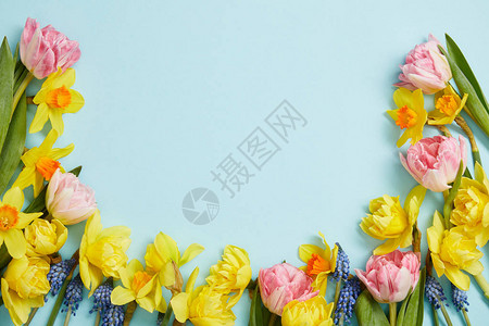 粉红色郁金香黄色水仙花蓝色青长青和复制空图片