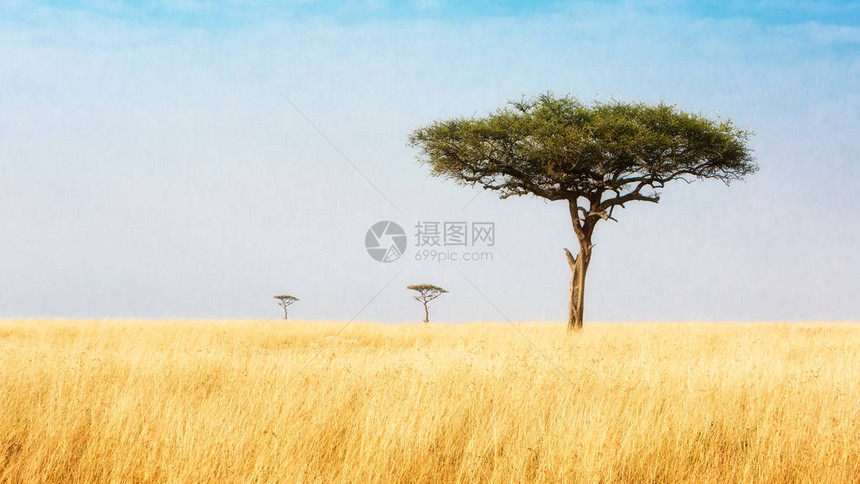 三棵阿卡西亚树通向遥远的距离在宽阔的露天田野里位于肯尼图片