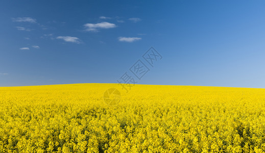 蓝天下黄色的油菜花田地图片