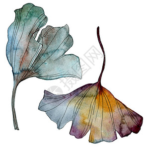 银杏叶植物园花卉叶子水彩背景插图集水彩画时尚水彩画孤立孤立的图片
