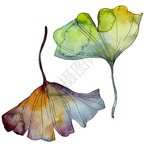 银杏叶植物园花卉叶子水彩背景插图集水彩画时尚水彩画孤立孤立的图片