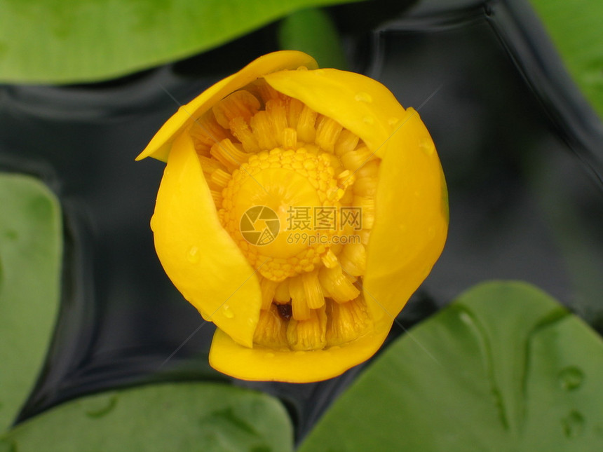 黄水花植物名为Nuphar图片
