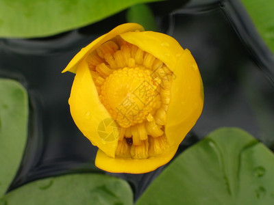 黄水花植物名为Nuphar图片