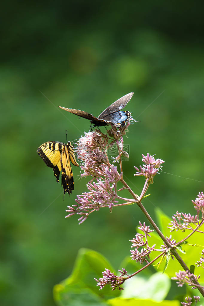 一只黑燕尾和一只东虎燕尾蝴蝶在阳光灿烂的JoePye图片
