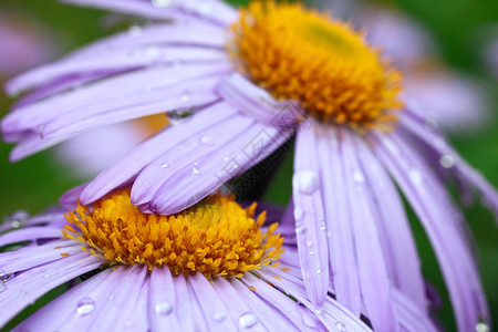 美丽的紫罗兰雏菊与雨滴图片
