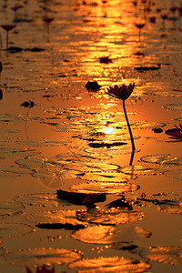 夕阳下的莲花图片