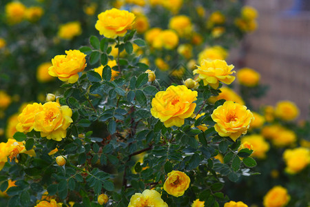 黄色玫瑰树丛灌木花图片