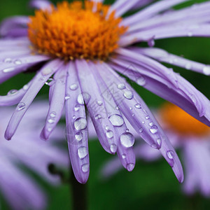 带雨滴的美丽紫色雏菊花图片