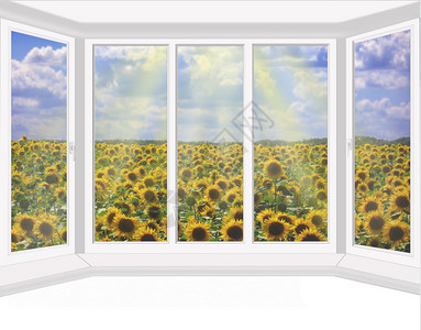 有金属塑料窗户的房间俯视向日葵图片