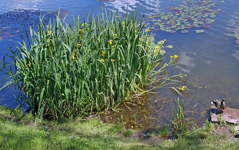 盛开的花朵在农村湖岸边图片