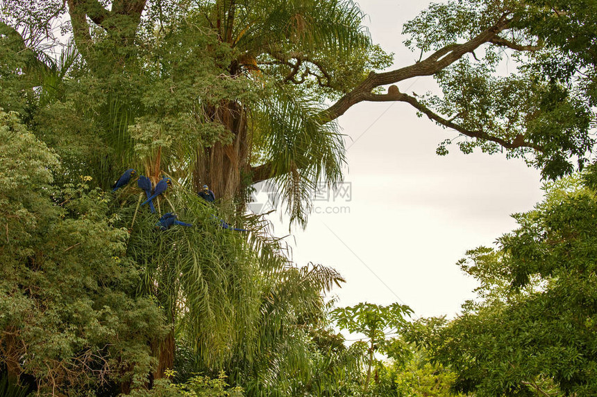 风信子金刚鹦鹉坐在绿树上图片