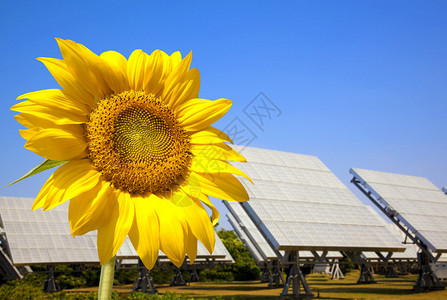 美丽的向日葵太阳能电池板和电厂图片