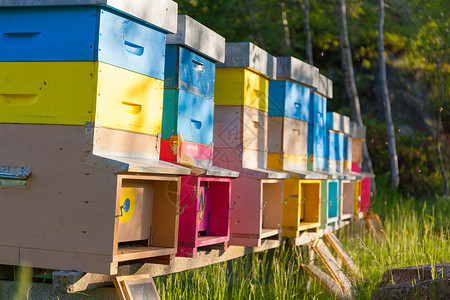 田野里多彩的蜂蜜夏季北图片