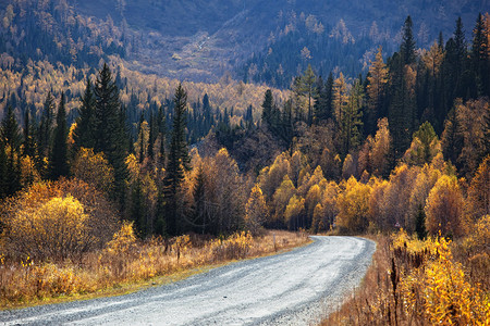 哈萨克斯坦阿尔泰山秋季山林中图片