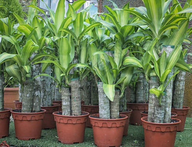 玉米秆龙血树植物图片