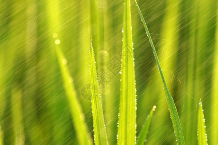 雨滴稻田中的水稻植物图片