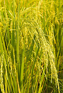 泰国稻田的水稻植物图片