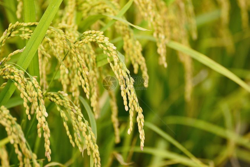 田间成熟稻米的特写图片