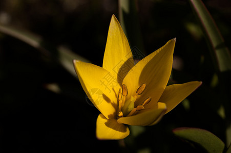 美丽黄色开花的百合花图片