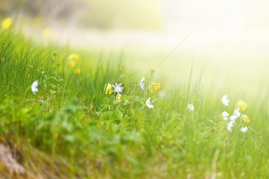 有春天野花的草坪阳光温暖景深短图片