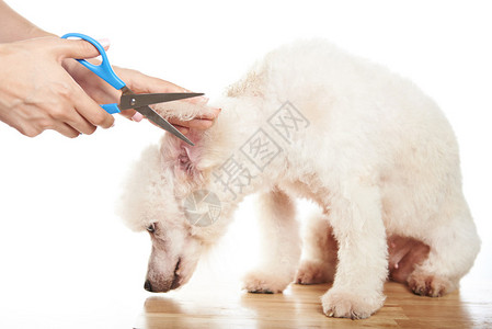 剪断的狗毛用剪刀图片