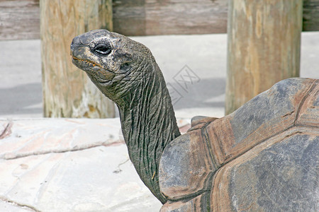 乌龟的头和壳图片