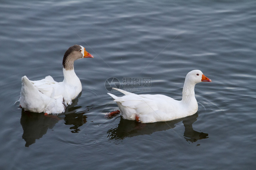 两只白鸭在池塘游图片
