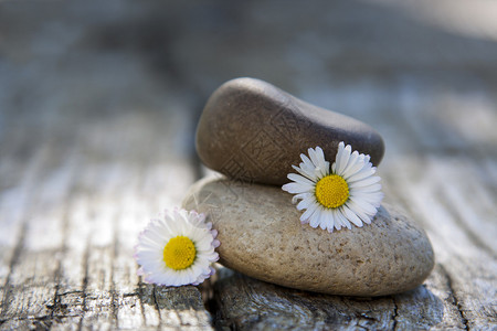 与雏菊花平衡的石头图片