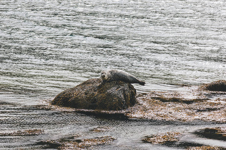 可爱的小海豹在海图片