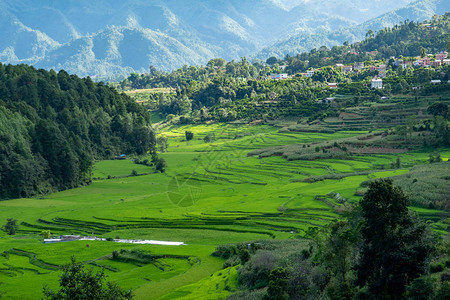 喜马拉雅山麓美丽的绿色山谷图片