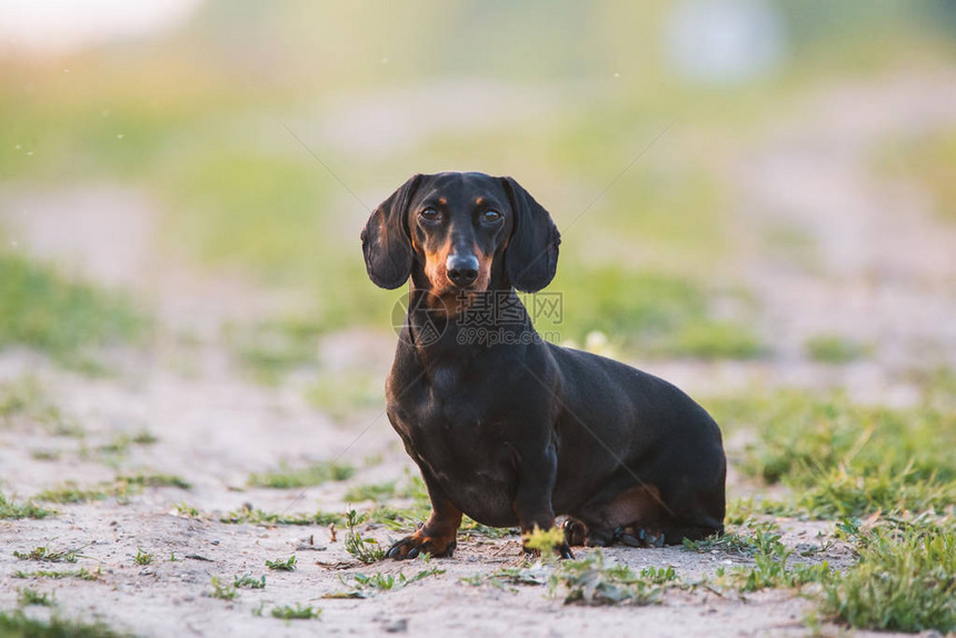 可爱的黑色dachsh图片