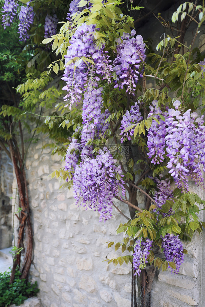 层叠的紫藤花图片