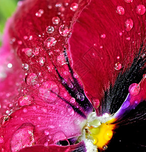 五颜六色的花朵瓣上的雨滴图片