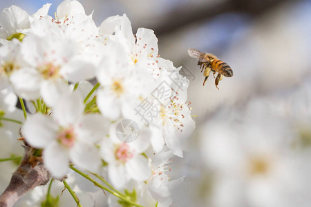 蜜蜂从开花的树芽中采集花粉图片