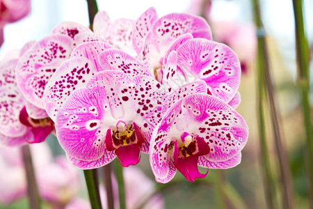 紧闭的紫蝴蝶兰花帕图片