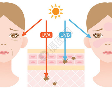 Uva信息图表皮肤插图UVA和UVB射线穿透之间的区别插画