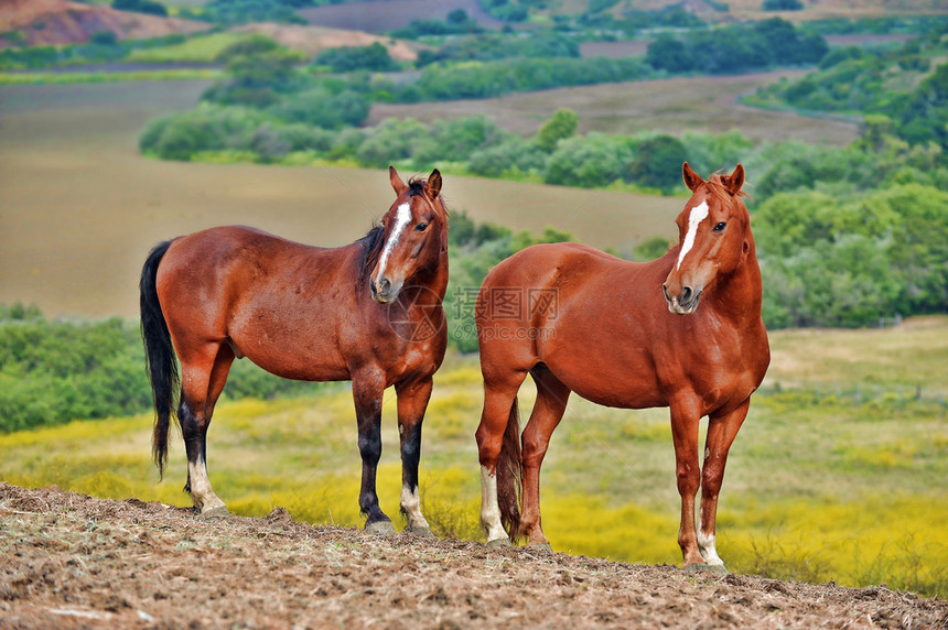加利福尼亚隆波克回归自由美国野马保护区山脊上的两匹野马它们是从土地管理图片